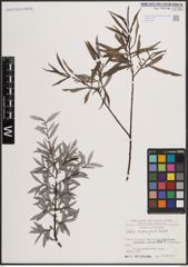 Foto von Salix eleagnos Scop.